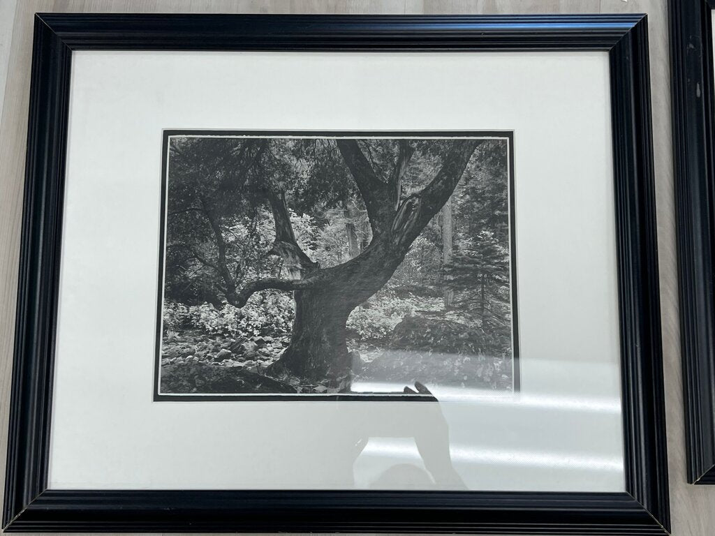 Black and White Framed Photograph of a Tree